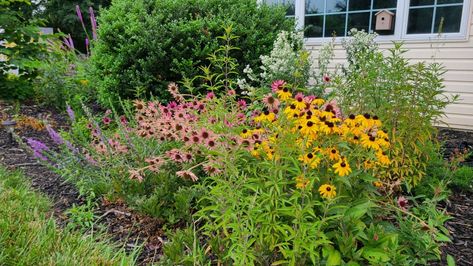 Want to get started in Native Plants but are unsure to where to begin? I've got a complete guide for you right here! Native Plant Landscape, Glass Door Curtains, Native Plant Garden, Plant Landscape, Benefits Of Gardening, Sun Loving Plants, Native Plant Gardening, Short Plants, Australian Native Plants