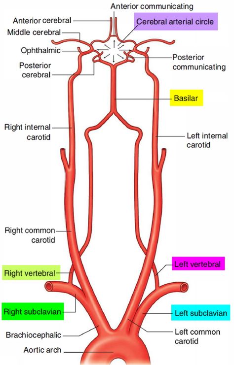 subclvian branches - Ecosia Subclavian Artery, Mri Brain, Vertebral Artery, Blood Sugar Log, Computed Tomography, Interventional Radiology, Carotid Artery, Clogged Arteries, Blood Sugar Diet