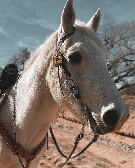 #horse #horsebridle #western #westerntack #westernbridle #aqha #sunflower #sunflowerbridle Sunflower Saddle, Sunflower Horse Tack, Cactus Horse Tack, Horse Sunflower, Yellow Horse Tack, Bay Horses In Western Tack, Western Tack, Horse Tack, Saddle