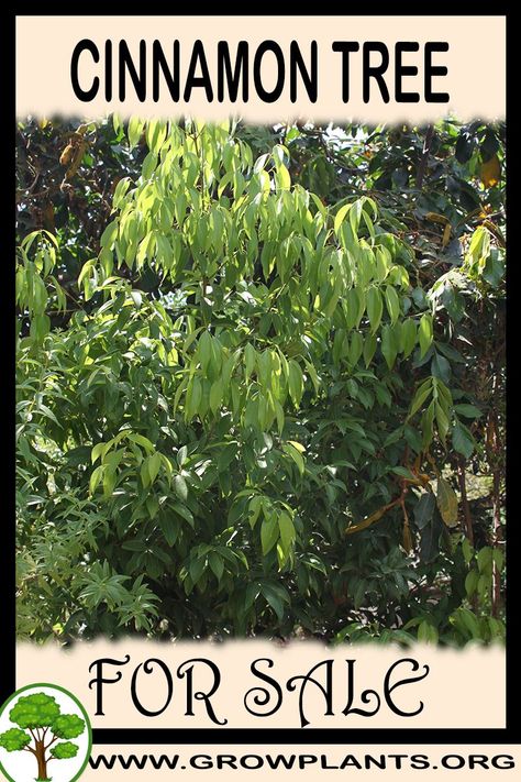 Cinnamon tree for sale - Easy plant to grow, Cinnamon tree for sale - information before buy: climate, zone, growth speed, water, light, planting season Grow Cinnamon, Cinnamon Tree, Air Layering, Easy Plants To Grow, Indoor Trees, Grow Plants, New Roots, Clean Environment, Safe Cleaning Products