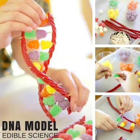 Science you can eat. Biology you can see with an edible candy DNA model building project for kids. Explore DNA and build a double helix strand with candy. Dna Model Project, Edible Science, Dna Activities, Dna Project, Science Birthday, Dna Model, Food Activities, Science Party, Kid Experiments