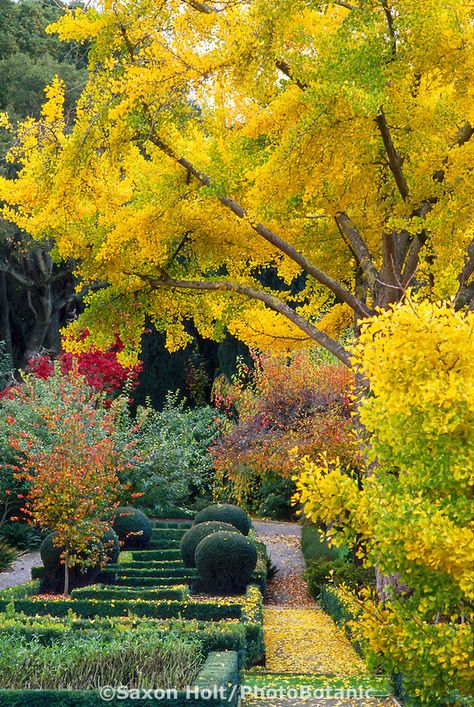 Ginkgo biloba (Maidenhair Tree) in fall color. Maidenhair Tree, Garden Library, Autumn Scenes, Summer Plants, Ginkgo Biloba, The Bay Area, Seed Pods, Fall Foliage, Garden Paths