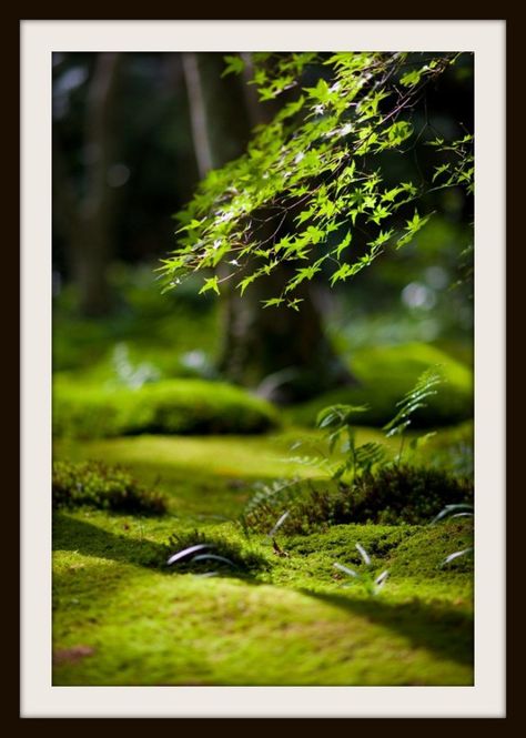 Tree Moss Covered, Moss Garden, Forest Floor, Alam Yang Indah, Garden Cottage, On The Ground, Japanese Garden, In The Woods, Mother Earth