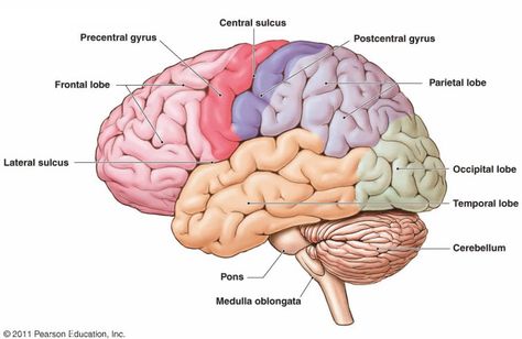 Love Who You Love And Don’t Waste The Time That Flies So Fast Human Brain Parts, Brain Parts And Functions, Human Brain Diagram, Nervous System Diagram, Brain Anatomy And Function, Human Anatomy Chart, Brain Lobes, Human Brain Anatomy, Brain Pictures