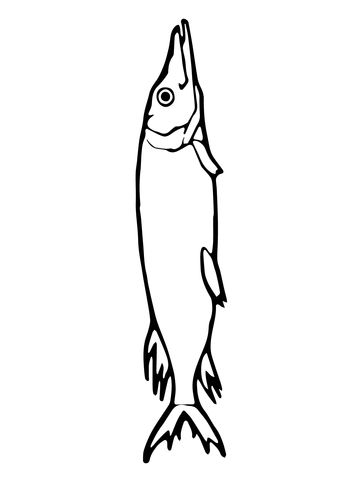 Northern Pike Fish Coloring Page Northern Pike Drawing, Pike Fish Drawing, Wobbler Design, Water Sketch, Fish Wood Carving, Fish Outline, Pike Fish, Fish Coloring, Fish Ideas