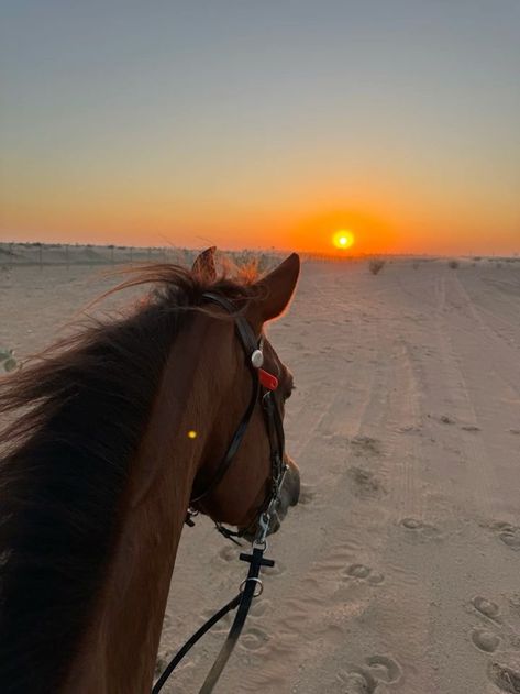 Arabian Desert Aesthetic, Dubai Sunset, Arabic Horse, Safari Desert, Desert Horse, Desert Sunrise, Desert Aesthetic, Equestrian Aesthetic, Waiheke Island