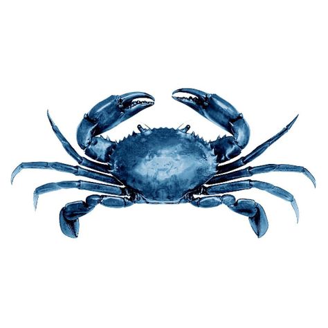 CARRY BIZZ | Private Studio on Instagram: “🔹 OWN ONE OF MY PIECES 🔹 [ CLASSIC BLUE SERIES 1/6 ] . In the same way each Pantone colour lasts a whole year, I am keen to use the colour…” Watercolor Oyster, Navy Blue Painting, Crab Painting, Ocean Art Painting, Nautical Nursery Decor, Sea Decor, Watercolor Blue, Blue Crab, Nautical Nursery