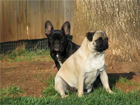 Bulldog vs pug Black French Bulldog, Black French Bulldogs, A Pug, Black French, Terrier Mix, Soap Opera, Scales, Pug, Boston Terrier