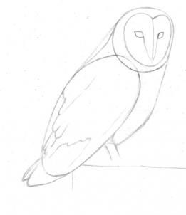 how to draw a barn owl step 3 Owl Drawing Simple, Barn Owl Drawing, Owl Outline, Owl Sketch, Png Images Free, Owl Images, Nature Sketch, Drawing Guide, Owls Drawing