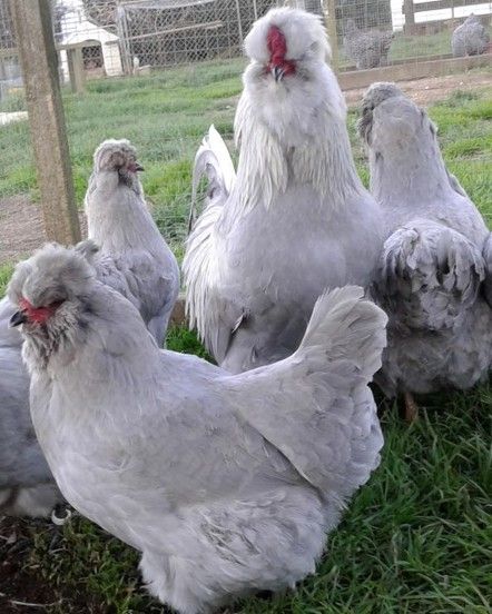 Lavender Orpington, Lavender Chicken Breed, Americauna Chickens, Lavender Chicken, Araucana Chickens, Rooster Breeds, Poultry Feed, Bantam Chickens, Types Of Chickens