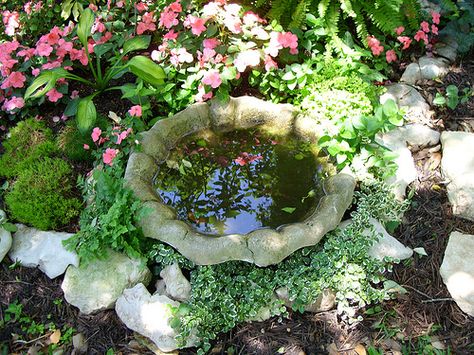 Bird Bath Planter, Backyard Garden Layout, Garden Ideas Cheap, Focal Points, Backyard Garden Design, Garden Layout, Shade Garden, Water Garden, Dream Garden