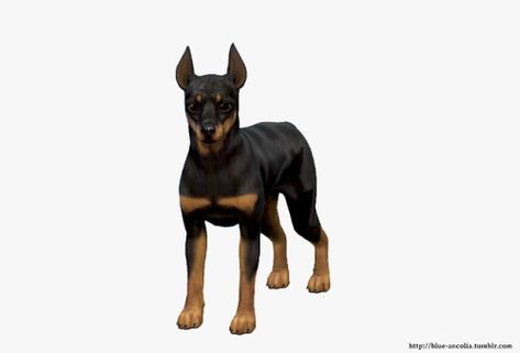 Blue Ancolia - Miniature Pinscher Makeover Let me introduce you... Blue Ancolia, Purebred Dogs, Miniature Pinscher, Bad Dog, Losing A Dog, Doberman Pinscher, Maxis Match, Training Your Dog, Doberman