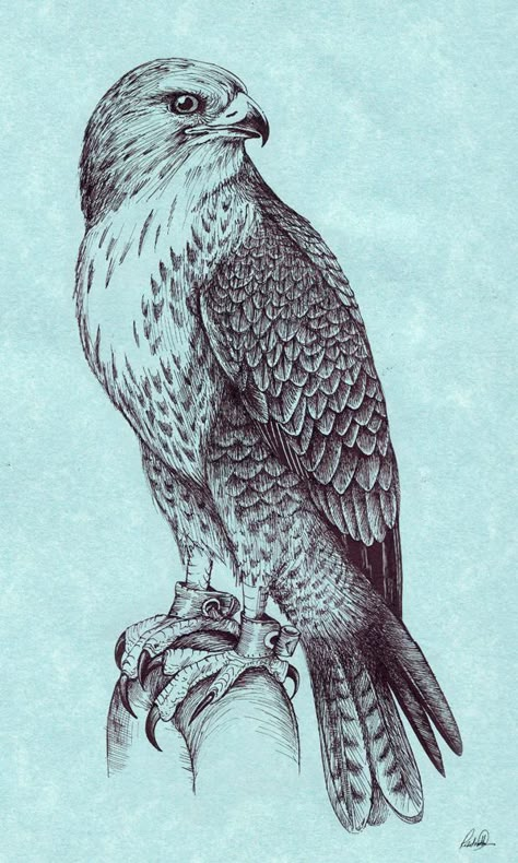 Falcon Drawing, Falcon Tattoo, Falcon Art, Hawk Tattoo, Eagle Drawing, Animal Drawings Sketches, Eagle Tattoos, Peregrine Falcon, Soyut Sanat Tabloları