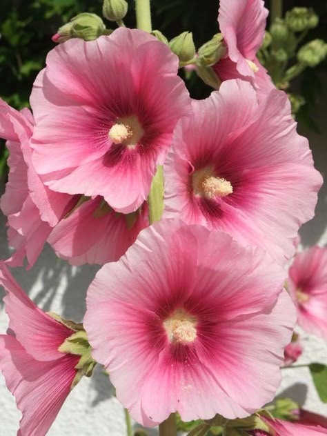 Hollyhocks #pinkperennials #perennialflower #decorhomeideas Witchy Plants, Hollyhock Flower, Garden Strawberries, Alcea Rosea, Rose Campion, Pink Perennials, Hollyhocks Flowers, Shade Loving Plants, Tea In The Garden