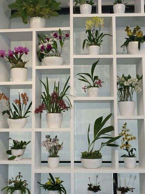 Orchid Shelf Ideas, Orchid Shelf, Plant Shelves Indoor, Puzzle Furniture, Orchids Arrangements, Orchid Display, Shelves Plant, Orchid Wall, Indoor Plant Shelves