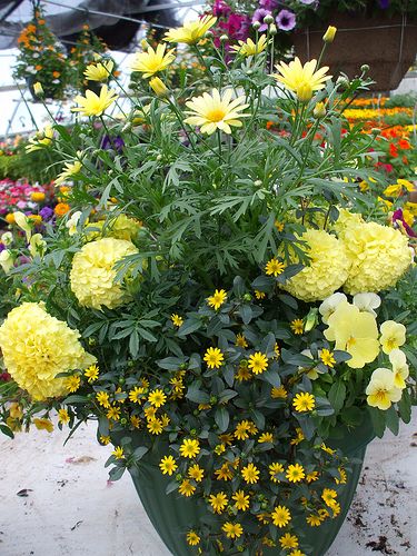 Yellow Planter | Flickr - Photo Sharing! Yellow Container Flowers, Marguerite Daisy, Yellow Pansies, Front Porch Flowers, Yellow Planter, Long Blooming Perennials, Patio Flowers, Porch Flowers, Container Garden Design