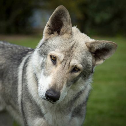 Accalia Saarloos Wolfdogs | Our Boys Saarloos Wolfdog, Wolf Hybrid, Hybrid Dogs, Interesting Animals, Puppy Photos, Remus Lupin, Types Of Dogs, Wolf Dog, Animal Wallpaper