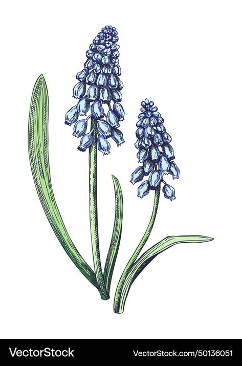 Grape Hyacinth Tattoo, Grape Vector, Muscari Flower, Muscari Flowers, Spring Woodland, Botanical Vector, Liriope Muscari, Grape Hyacinth, Flower Sketch