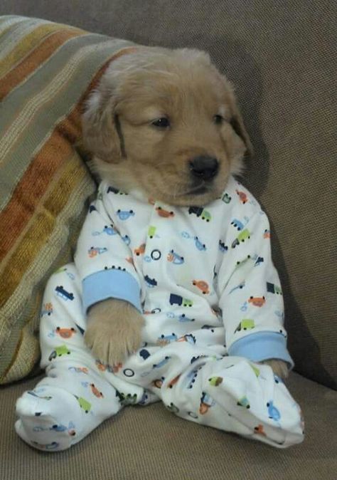 3/5/19 Aww!! I love your sweet P.J.'s Puppies In Pajamas, Baby Animals Pictures, Cute Little Puppies, Puppy Clothes, Puppies Funny, Retriever Puppy, Cute Dogs And Puppies, Cute Animal Photos