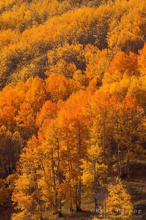 Soft light on orange and golden fall aspens in the San Juan Mountains, San Juan National Forest, Colorado USA San Juan Mountains, Cover Templates, Good Morning Beautiful Pictures, Autumn Foliage, Autumn Magic, Autumn Scenes, Colorado Usa, Orange Aesthetic, Autumn Scenery