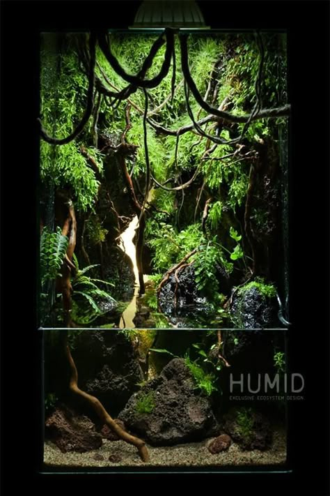 Aqua Terrarium, Paludarium Ideas, Frog Vivarium, Bioactive Vivarium, Paludarium Vivarium, Vivarium Ideas, Frog Terrarium, Aqua Scape, Gecko Terrarium