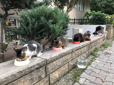 To Feed, or Not to Feed (Stray Cats)? Our Pet Columnist Answers Feeding Stray Cats, Cat Advice, Pet People, Food Donation, Stray Cats, Alley Cat, Cat Feeding, Stray Cat, Cat Aesthetic