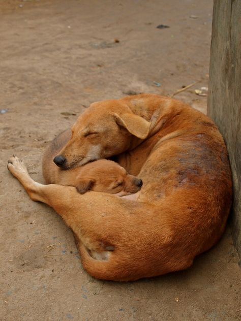 Dogs Sleeping, Lode A Dio, Cutest Animals On Earth, Street Dogs, Very Cute Dogs, Pretty Animals, Cute Animal Photos, Cute Creatures, Baby Dogs