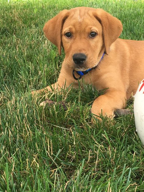 Red Fox Lab, Fox Red Labrador Puppy, Fox Red Labrador, Red Labrador, Labrador Puppies, Golden Retriever Funny, Dog Best Friend, Labrador Retriever Puppies, Really Cute Dogs