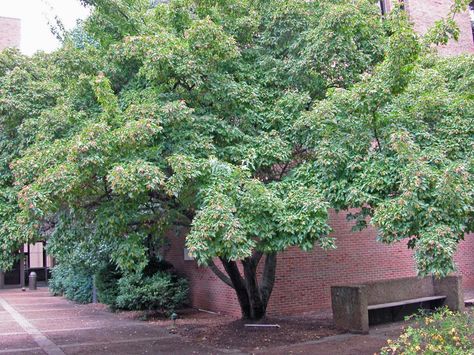 When you look up at the canopy of your shade-giving tree, do you see a monster in the making? Here are ideas for little trees that won't take over your yard. Amur Maple, Small Canopy, Trees Garden, Late Summer Flowers, Patio Trees, Privacy Plants, Hardscape Design, Street Trees, Zone 5