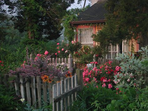 Flower Carpet, Gladioli, Cottagecore Aesthetic, Old Farmhouse, Picket Fence, English Cottage, Garden Cottage, Nature Aesthetic, Shade Garden