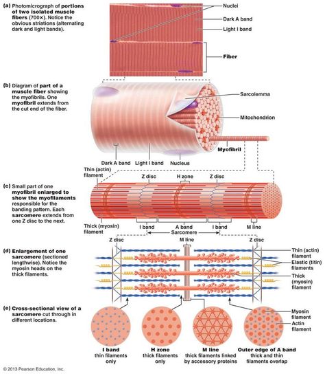 Chapter 9: Muscles and Muscles Tissue | Anatomy and Physiology ... Skeletal Muscle Anatomy, Muscle Fiber, Cell Diagram, Gross Anatomy, Basic Anatomy And Physiology, Exercise Physiology, Musculoskeletal System, Muscular System, Muscle Anatomy