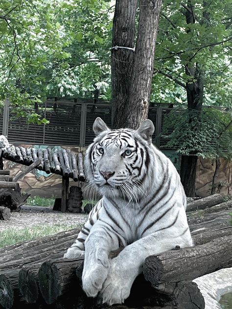 White Tigers Aesthetic, Animal Sanctuary Aesthetic, White Tiger Aesthetic, Tgcf Oc, Zoo Aesthetic, Safari Aesthetic, Tiger Zoo, Zoo Pictures, Zoo Games