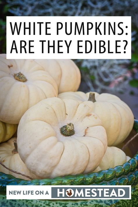 Yes, white pumpkins are edible, and in fact, there are some delicious recipes you can try. #pumpkins #homesteading #gardening What To Do With White Pumpkins, White Pumpkin Soup Recipe, White Pumpkin Recipes Fresh, White Pumpkin Recipes, Garden Pumpkin Recipes, Growing Mini Pumpkins, How To Process Pie Pumpkins, When Do You Plant Pumpkins, Pumpkin Facts