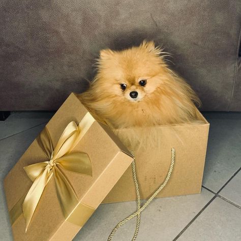 Puppy Gift Surprise, Puppy Surprise, Puppy Gifts, Pomeranian Puppy, Surprise Gift, Little Dogs, Surprise Gifts, Cute Puppies, Chihuahua