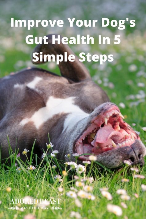 Digestive Health For Dogs, Gut Health For Dogs, Dog Gut Health Recipes, Dog Gut Health, Yeast In Dogs, Rico Suave, Pet Healing, Doggy Door, Natural Pet Care