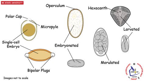 Veterinary Parasitology, Veterinarian Career, Lab Scientist, Vet Tech School, Tech Knowledge, Vet Technician, Med Lab, Pav Recipe, Nc State University