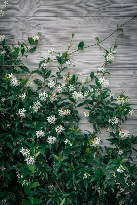 Chinese Star Jasmine is an evergreen climber with clusters of star shaped highly fragrant flowers. Great summer fragrance plant and can be used as a ground cover Star Jasmine Flower, Jasmine Climber, Chameli Flower, Climbing Jasmine, Jasmine Wall, Crawling Plants, Bed Plants, Wall Climbing Plants, Green And White Garden