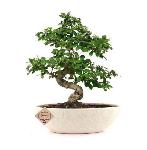 Carmona Bonsai Plant Overview Carmona or Fukien Tea is an evergreen Bonsai tree named after the province Fukien, in Chinese Fuijan, where it originates. It has small dark-green shiny leaves that are covered with hairs and forms a very dense, compact habit. Carmona Bonsai works particularly well as a mini bonsai tree, but is also […] Trees For Indoors, Fukien Tea Bonsai, Flowering Bonsai, Plant Care Guide, Bonsai Wire, Bonsai Care, Indoor Bonsai Tree, Mini Bonsai, Indoor Bonsai