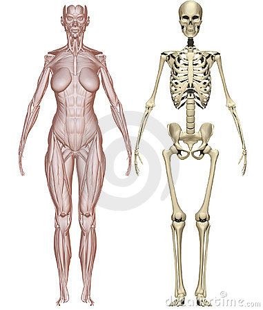 Muscles and skeleton woman Skeleton Woman Art, Anatomy Woman, Skeleton Muscles, Skeleton Woman, Female Skeleton, Human Skeleton Anatomy, Girl Anatomy, Anatomy Bones, Female Anatomy Reference