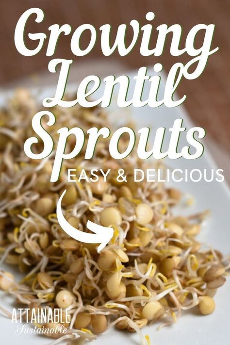 Sprouting Lentils, Sprout Lentils, How To Sprout Lentils, Lentil Sprouts, Sprouted Lentils, Lentils Benefits, Growing Sprouts, Vegetarian Protein Sources, Lentil Tacos