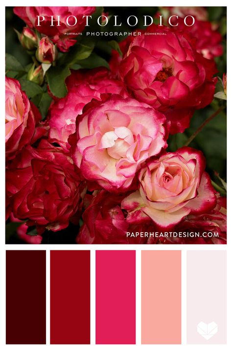 Classic shades of deep red to blush pink are dramatic and romantic. Garden Color Scheme, Red Rose Garden, Palette Garden, Midland Michigan, Create Color Palette, Red Colour Palette, Color Schemes Colour Palettes, Color Palette Bright, Color Palette Pink