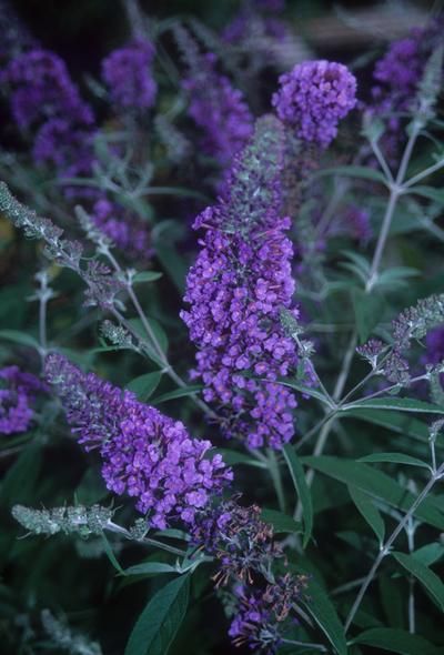 Butterfly Attracting Plants, Butterfly Garden Flowers, Flowers that attract butterflies Pollinating Plants, Hosta June, Scented Plants, Blue Flowering Plants, Cottage Gardening, Flowers That Attract Butterflies, Butterfly Garden Plants, Hummingbird Plants, Pollinator Plants