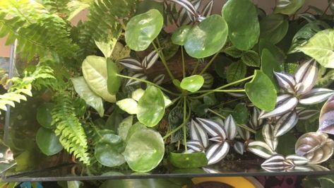 Fish Tank Garden, Indoor Herbs, Plant In Glass, Glass Fish Tanks, Fish Tank Terrarium, Small Fish Tanks, Fish Tank Plants, Home Decor Ideas Living Room, Terrarium Diy