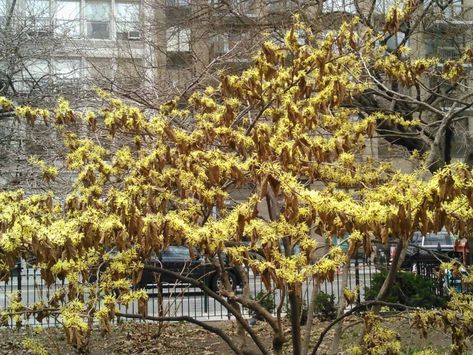 Corkscrew Hazel Tree, American Hazelnut Shrubs, Bush Landscaping, Hazel Plant, Witch Hazel Plant, Jelena Witch Hazel Tree, Corkscrew Hazel, Witch Hazel Tree, Compound Design