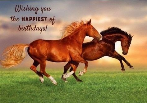 Horse Happy Birthday Image, Horse Birthday Cards, Birthday Horses, Friendship Birthday Wishes, Birthday Funnies, Horses Birthday, Happy Birthday Gif Images, Birthday Horse, Happy Birthday Wishes For A Friend