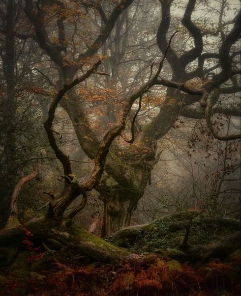 Decaying Forest, Dark Fairytale Aesthetic, Artsy Collage, Enchanted Places, One Dark Window, Creative Sketchbook, Haunted Tree, Dark Window, Deep In The Forest