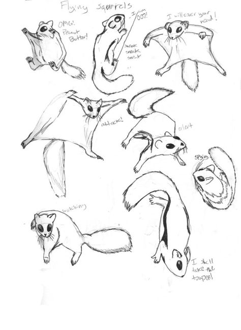 How To Draw A Flying Squirrel, Squirrel Drawing Sketches, Flying Squirrel Tattoo, Flying Squirrel Drawing, Aril Tatum, Squirrel Drawing, Squirrel Tattoo, Flying Squirrels, Squirrel Illustration