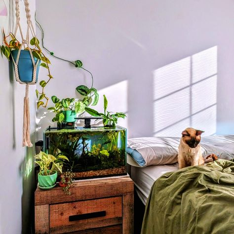 The ultimate view 🪟 #aesthetic #aquarium #cat Snail Tank, Betta Tank, Home Aquarium, House Goals, House Inspo, Fish Tank, Cribs, Apartment, Dream House