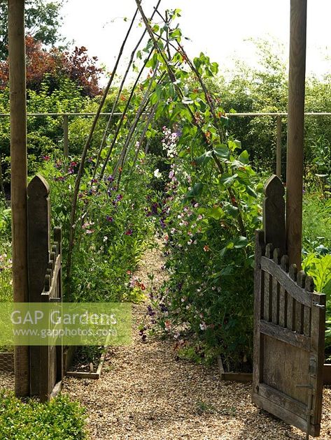 Kitchen garden of 6 rectangular, raised beds. Coppiced hazel rods form arch to support runner beans and sweet peas. Bean Trellis, Bean Garden, Arch Trellis, Back Garden Design, Cottage Garden Design, Side Garden, Plant Photography, Veg Garden, Magical Garden