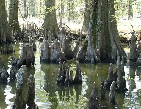 Mysterious things happen around cypress knees.  That's a fact, Jack. Cypress Knee Art, Bayou Aesthetic, Halloween Display Ideas, Sarah Addison Allen, Pirate Halloween Decorations, Tree Reference, The Growlers, Environment Study, Cypress Knees